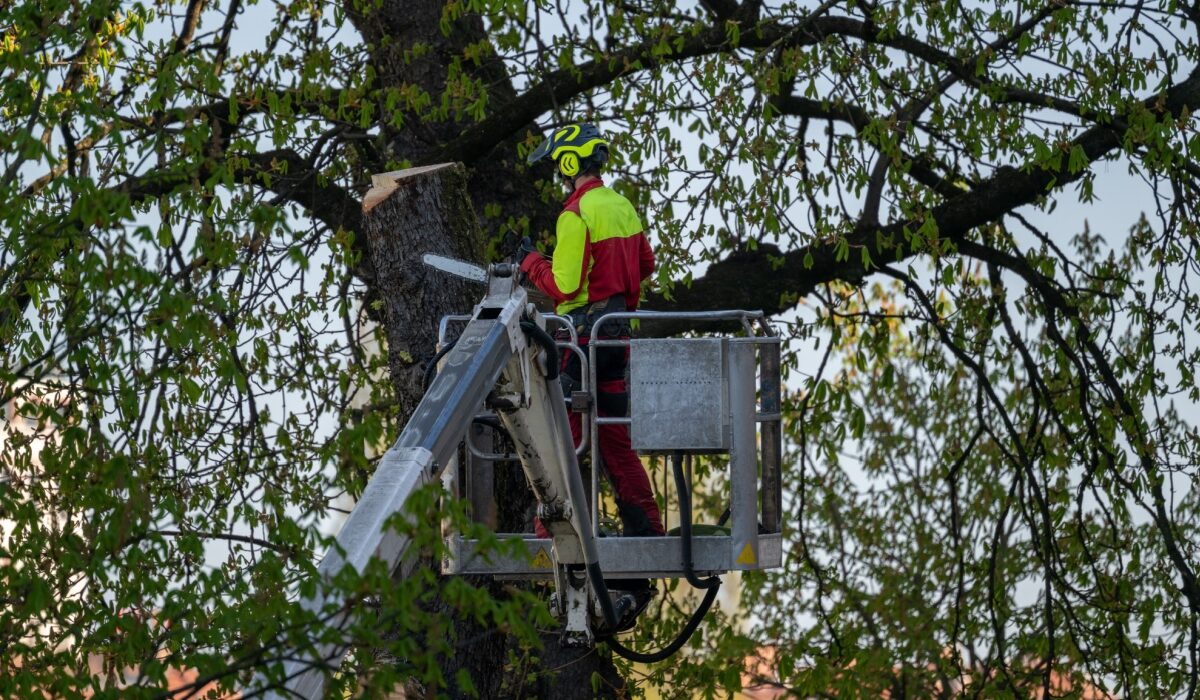 Arborist pargis puid lõikamas