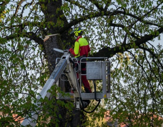Arborist pargis puid lõikamas