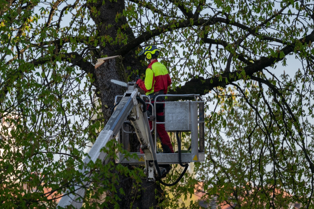 Arborist pargis puid lõikamas